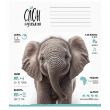 Тетрадь ученическая "Africa Animals" 012-3279K-2 в клетку, 12 листов